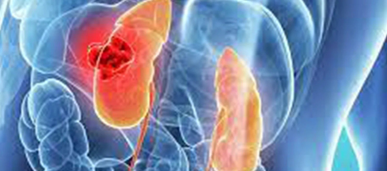 Medical illustration of kidneys