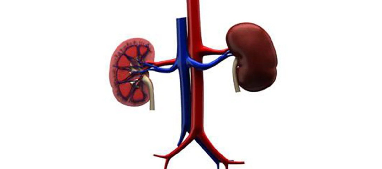 Medical illustration of kidneys