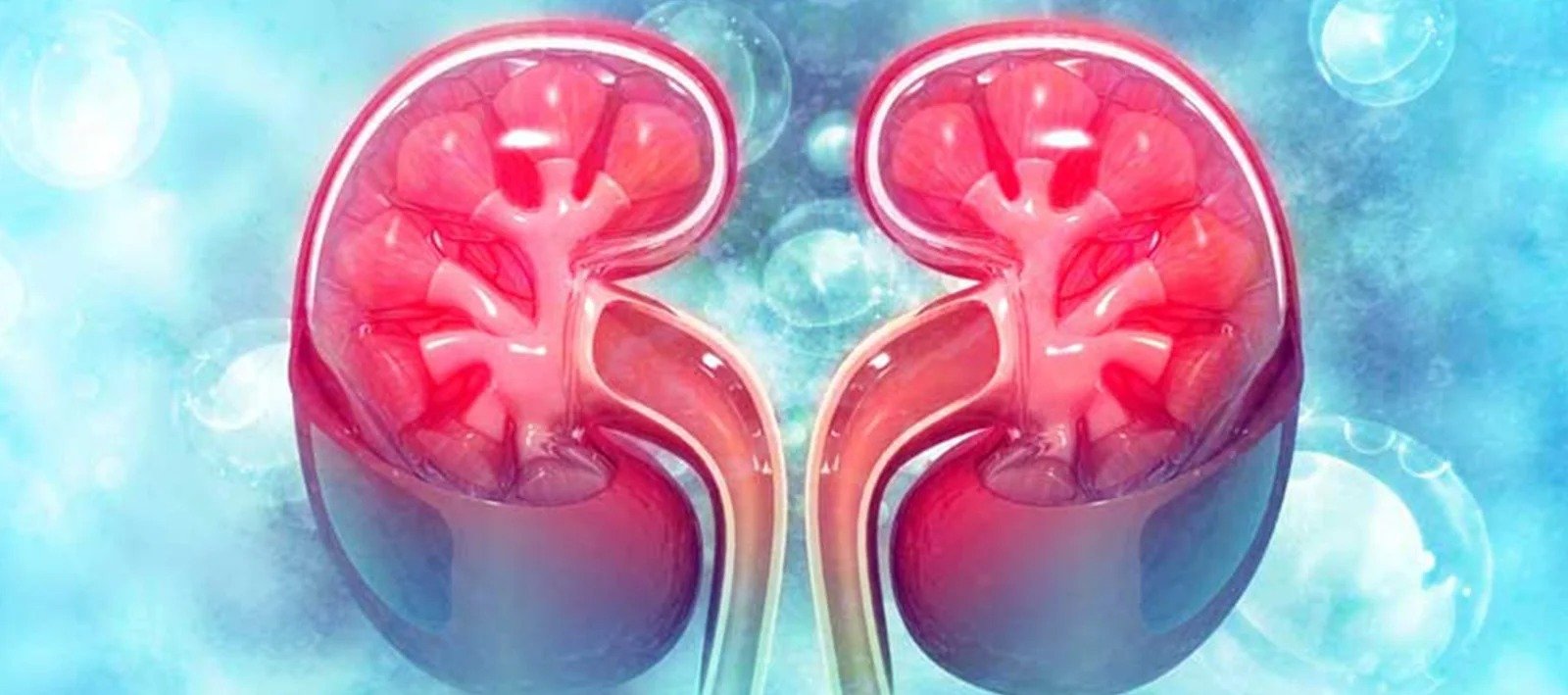 Medical illustration of kidneys
