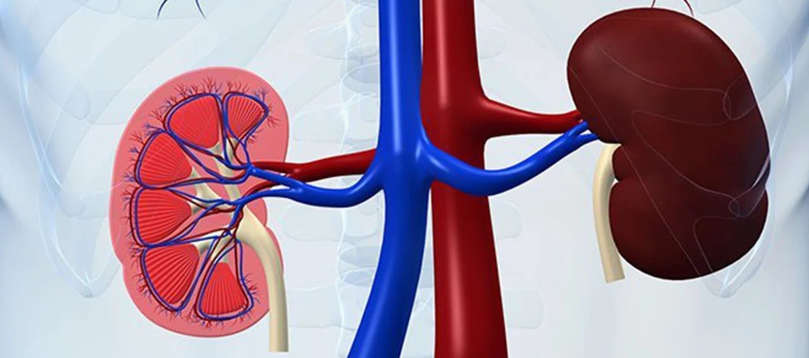 Medical illustration of kidneys